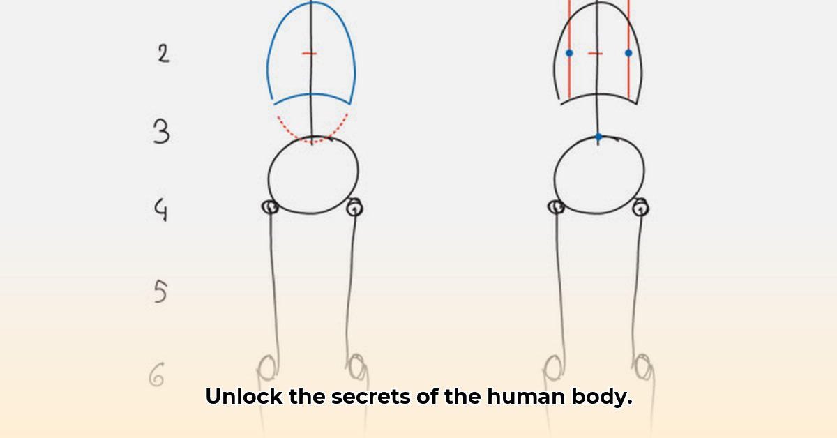 human-torso-anatomy-guide